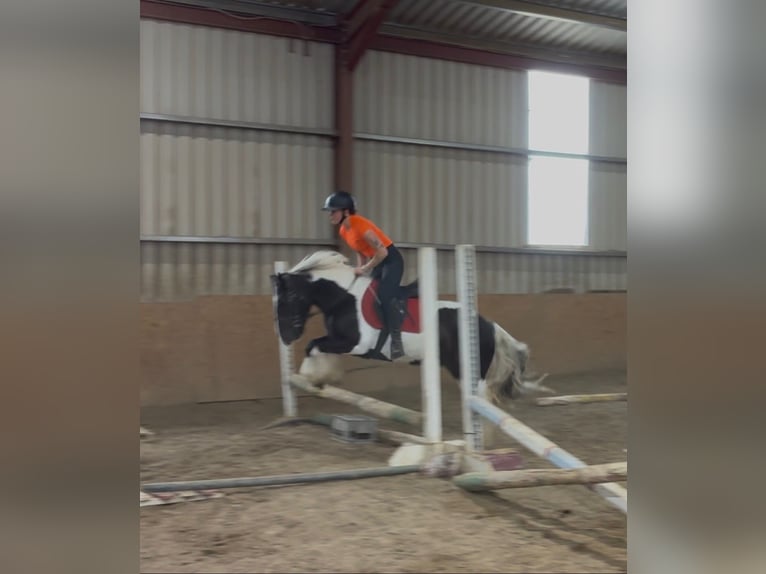 Cob Giumenta 6 Anni 136 cm Pezzato in Sligo