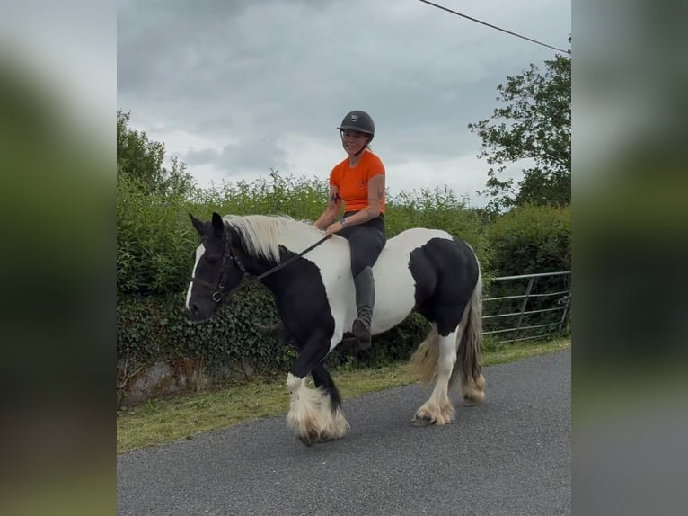 Cob Giumenta 6 Anni 136 cm Pezzato in Sligo