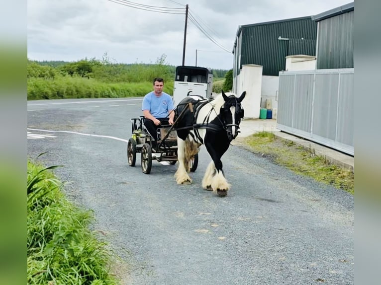 Cob Giumenta 6 Anni 136 cm Pezzato in Sligo