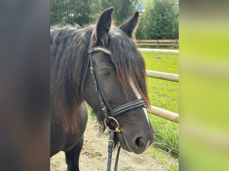 Cob Giumenta 6 Anni 142 cm Morello in Gummern