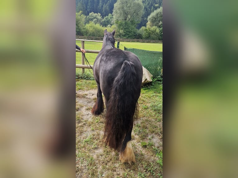 Cob Giumenta 6 Anni 142 cm Morello in Gummern