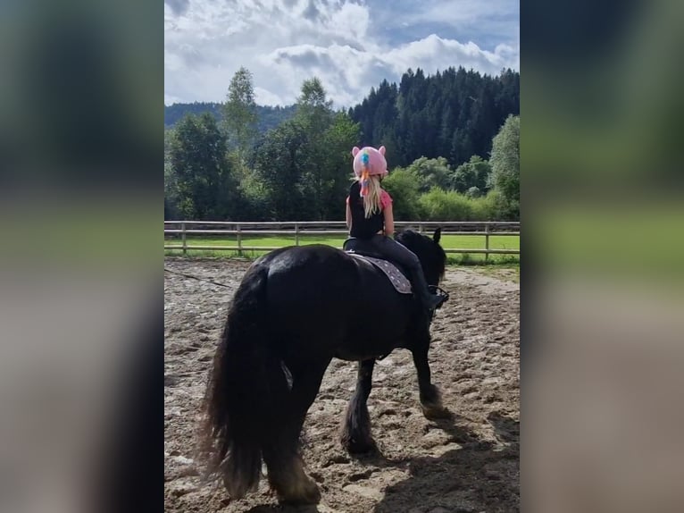 Cob Giumenta 6 Anni 142 cm Morello in Gummern