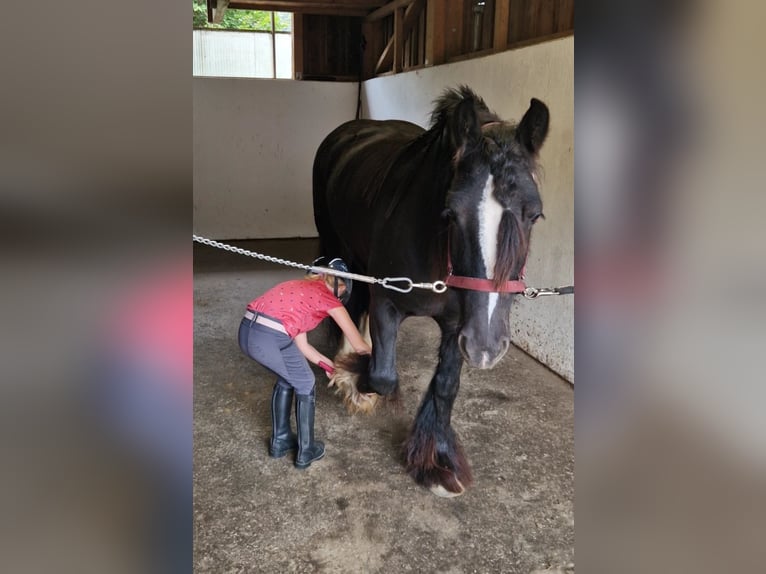 Cob Giumenta 6 Anni 142 cm Morello in Gummern