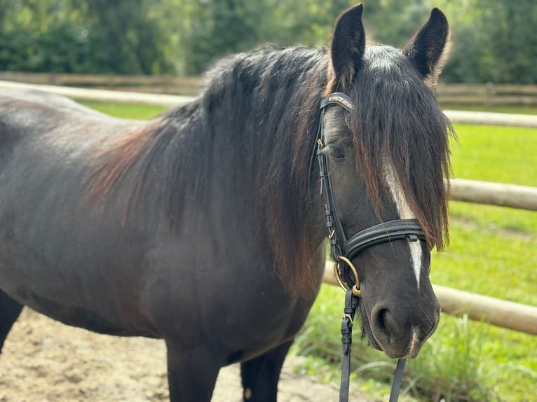 Cob Giumenta 6 Anni 142 cm Morello in Gummern