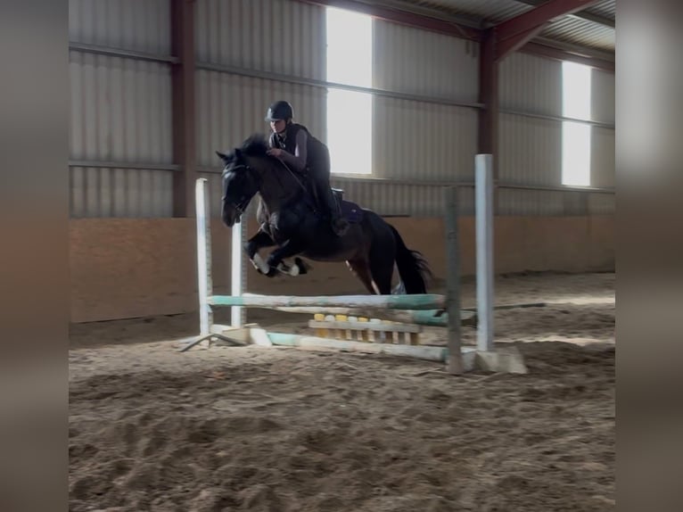 Cob Giumenta 6 Anni 146 cm Baio in Sligo