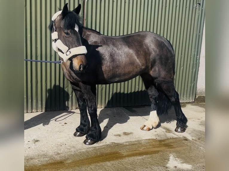 Cob Giumenta 6 Anni 146 cm Baio in Sligo