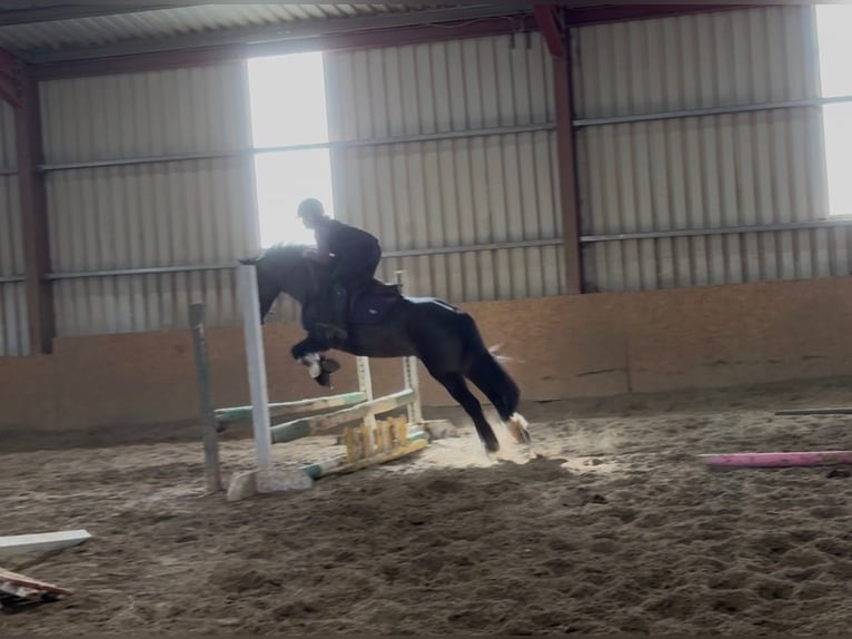 Cob Giumenta 6 Anni 146 cm Baio in Sligo