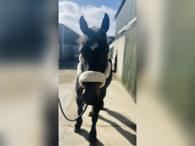 Cob Giumenta 6 Anni 146 cm Baio in Sligo