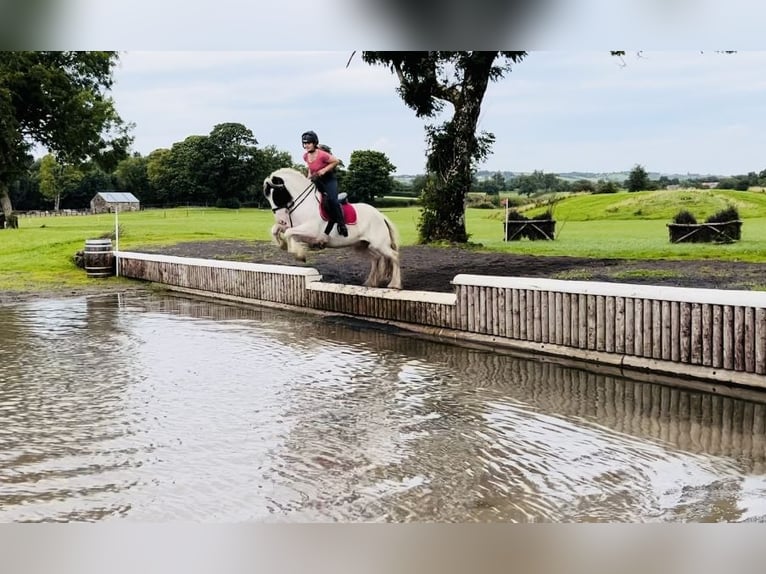 Cob Giumenta 6 Anni 153 cm Pezzato in Sligo