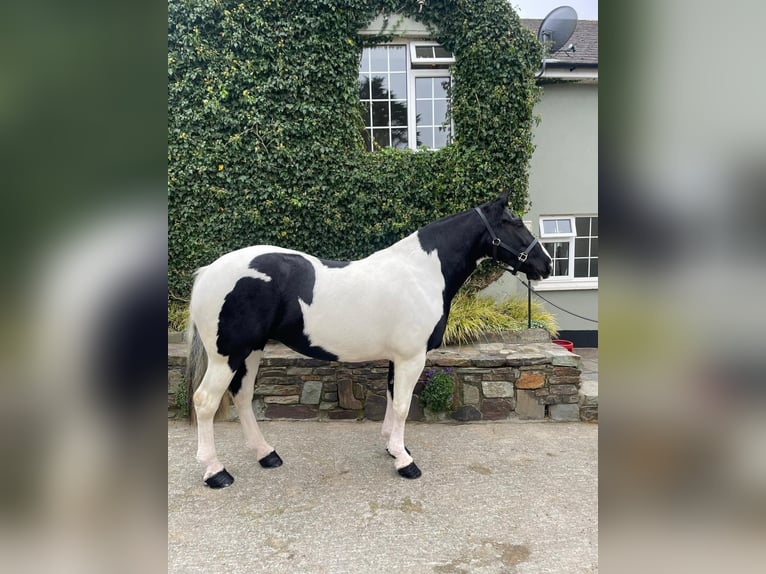 Cob Giumenta 6 Anni 160 cm Overo-tutti i colori in Cork city northside