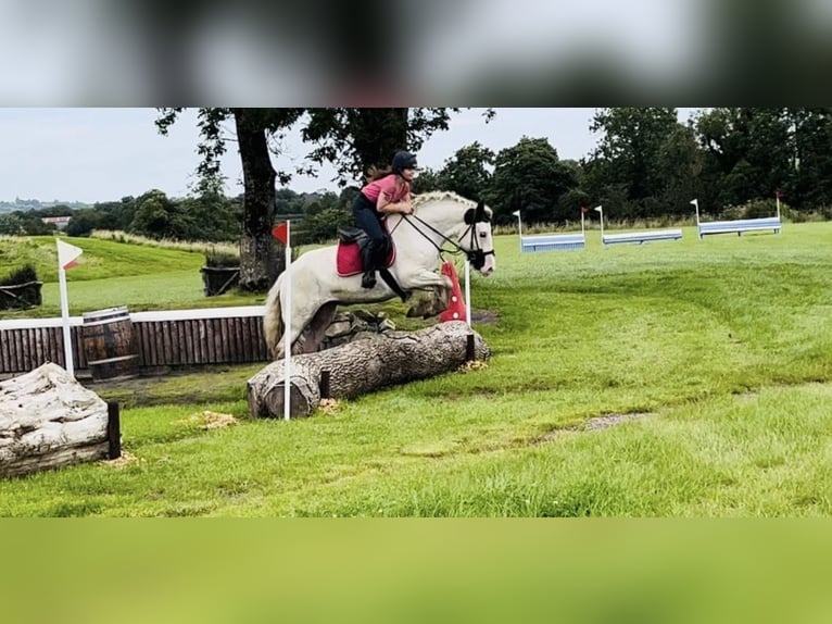 Cob Giumenta 6 Anni 160 cm Tobiano-tutti i colori in Trebbin