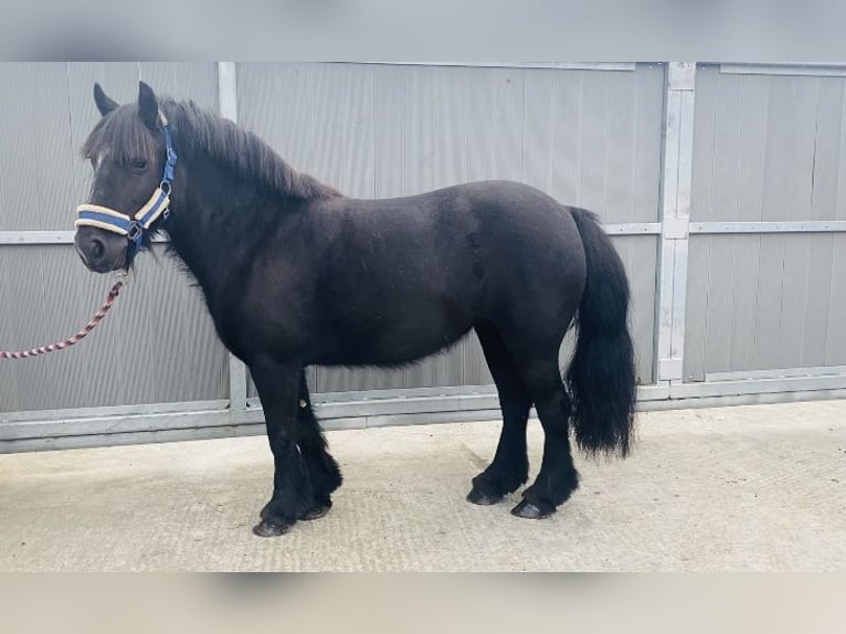 Cob Giumenta 7 Anni 123 cm Morello in Sligo