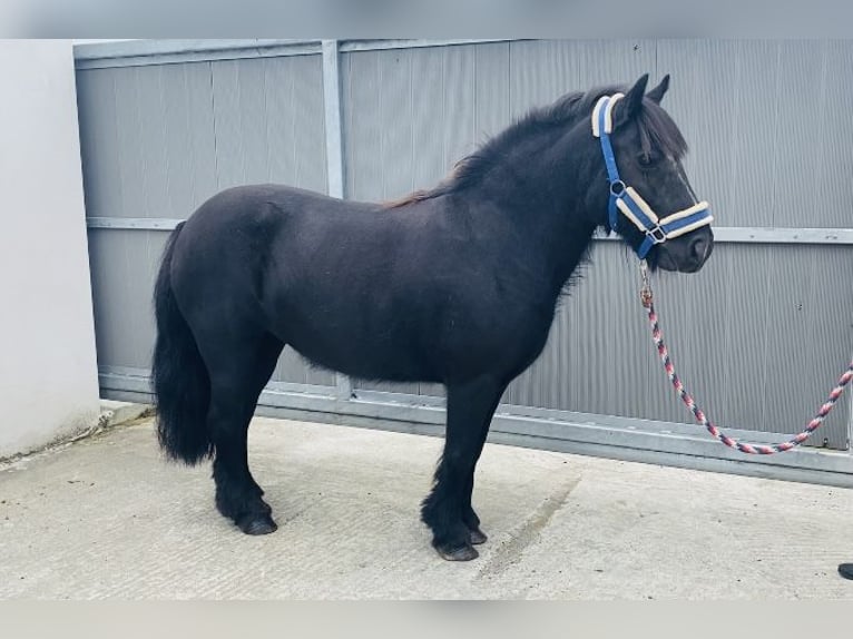 Cob Giumenta 7 Anni 123 cm Morello in Sligo