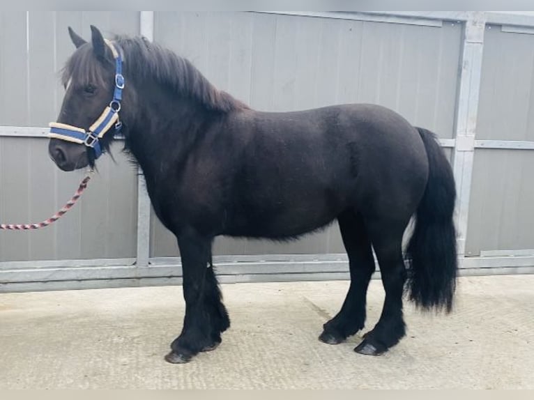 Cob Giumenta 7 Anni 123 cm Morello in Sligo