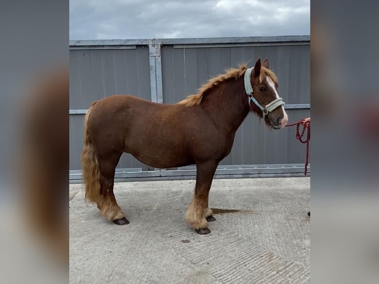 Cob Giumenta 7 Anni 125 cm Sauro scuro in Sligo