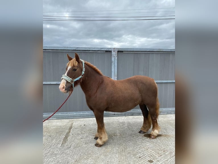 Cob Giumenta 7 Anni 125 cm Sauro scuro in Sligo