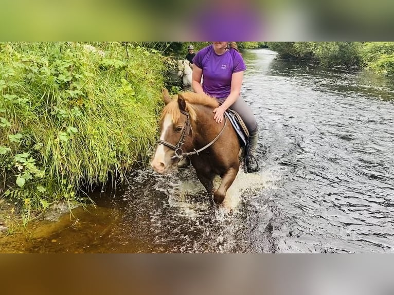 Cob Giumenta 7 Anni 125 cm Sauro scuro in Sligo