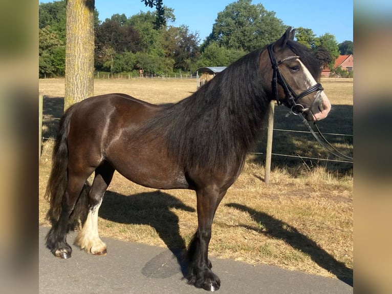 Cob Giumenta 7 Anni 138 cm Baio in Hopsten