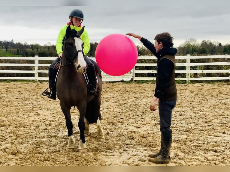 Cob Giumenta 7 Anni 147 cm Baio in Mountrath