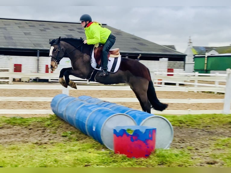 Cob Giumenta 7 Anni 147 cm Baio in Mountrath