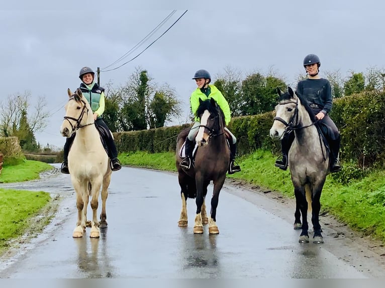 Cob Giumenta 7 Anni 147 cm Baio in Mountrath
