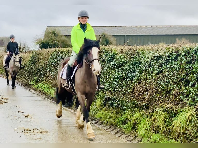Cob Giumenta 7 Anni 147 cm Baio in Mountrath
