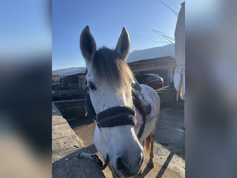 Cob Mix Giumenta 7 Anni 157 cm Grigio in Girona