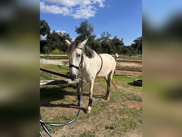 Cob Mix Giumenta 7 Anni 157 cm Grigio in Girona