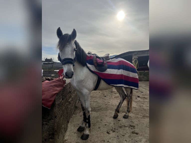 Cob Mix Giumenta 7 Anni 157 cm Grigio in Girona