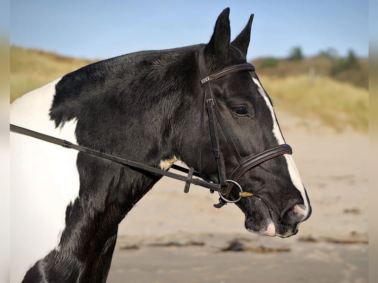 Cob Giumenta 7 Anni 160 cm Overo-tutti i colori in Cork city northside