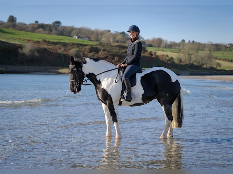 Cob Giumenta 7 Anni 160 cm Overo-tutti i colori in Cork city northside