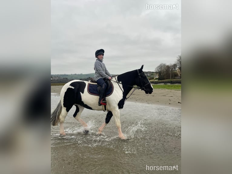 Cob Giumenta 7 Anni 160 cm Tobiano-tutti i colori in Roscarberry