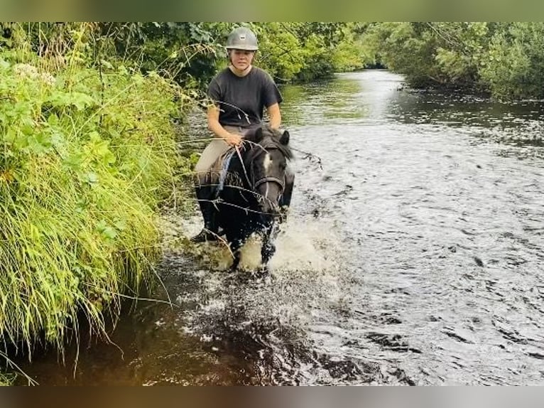 Cob Giumenta 8 Anni 123 cm Morello in Sligo