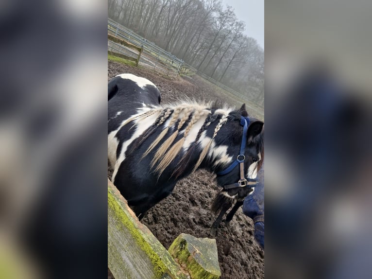 Cob Giumenta 8 Anni 137 cm Pezzato in Jever