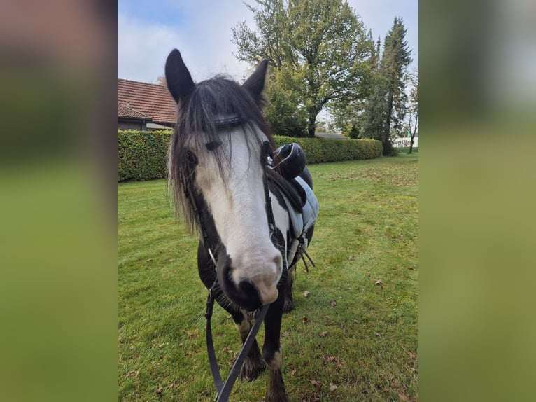 Cob Giumenta 8 Anni 137 cm Pezzato in Jever