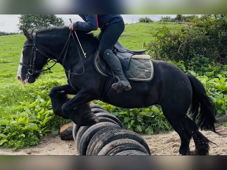 Cob Giumenta 8 Anni 138 cm Morello in Sligo