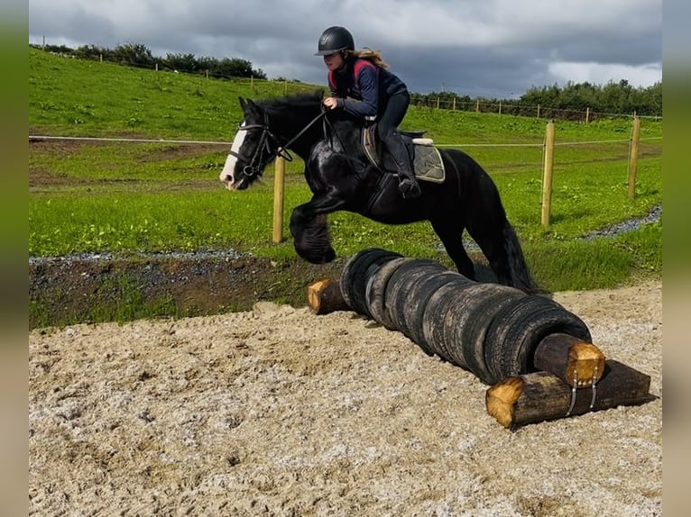 Cob Giumenta 8 Anni 138 cm Morello in Sligo