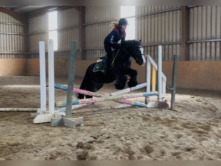 Cob Giumenta 8 Anni 138 cm Morello in Sligo