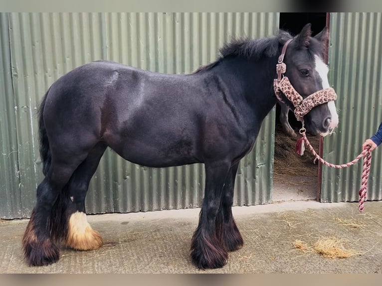 Cob Giumenta 8 Anni 138 cm Morello in Sligo