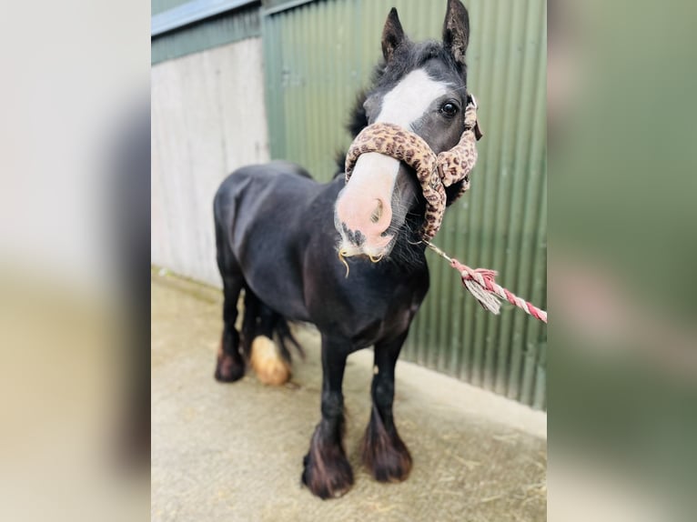 Cob Giumenta 8 Anni 138 cm Morello in Sligo