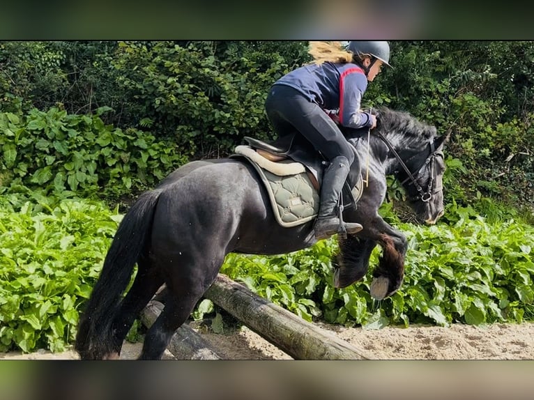 Cob Giumenta 8 Anni 138 cm Morello in Sligo