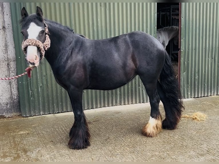Cob Giumenta 8 Anni 138 cm Morello in Sligo