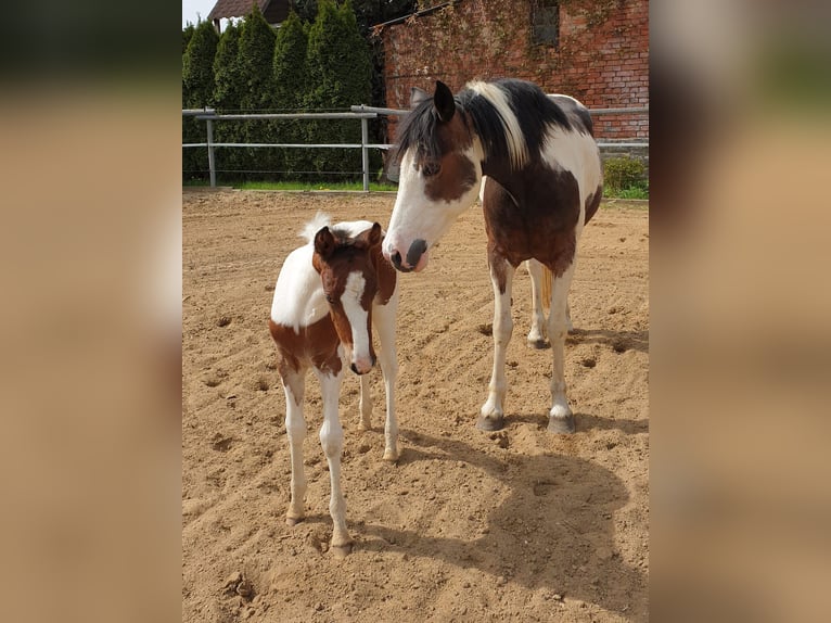 Cob Mix Giumenta 8 Anni 148 cm Pezzato in Eilsleben