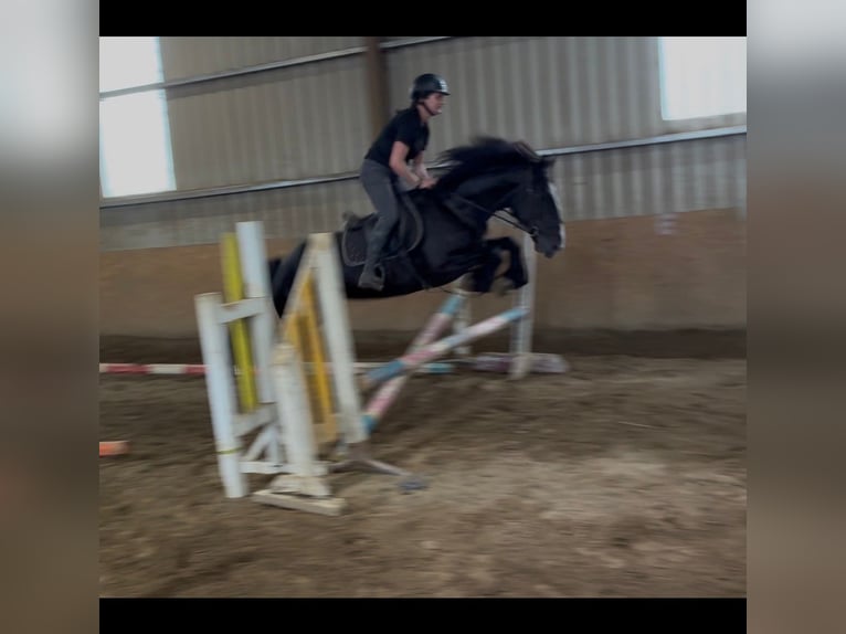 Cob Giumenta 8 Anni 156 cm Morello in Sligo