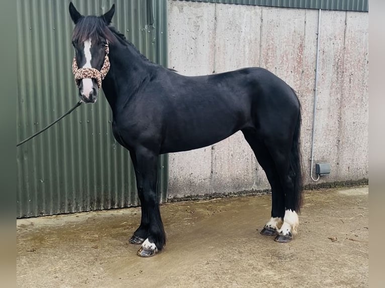 Cob Giumenta 8 Anni 156 cm Morello in Sligo