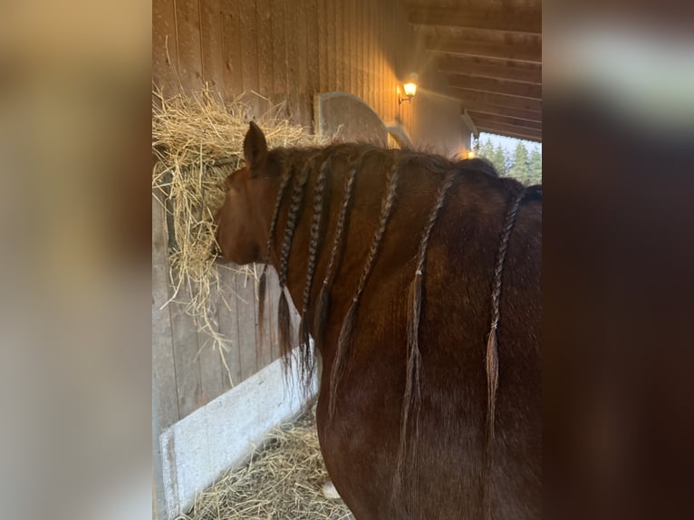 Cob Giumenta 8 Anni 157 cm Sauro scuro in Amerang