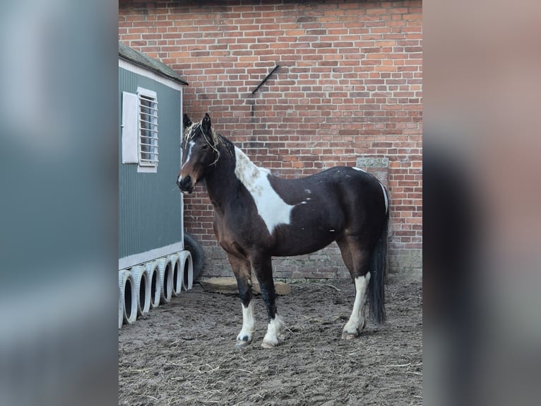 Cob Giumenta 9 Anni 146 cm Pezzato in Hemmingen