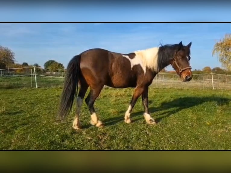 Cob Giumenta 9 Anni 146 cm Pezzato in Hemmingen