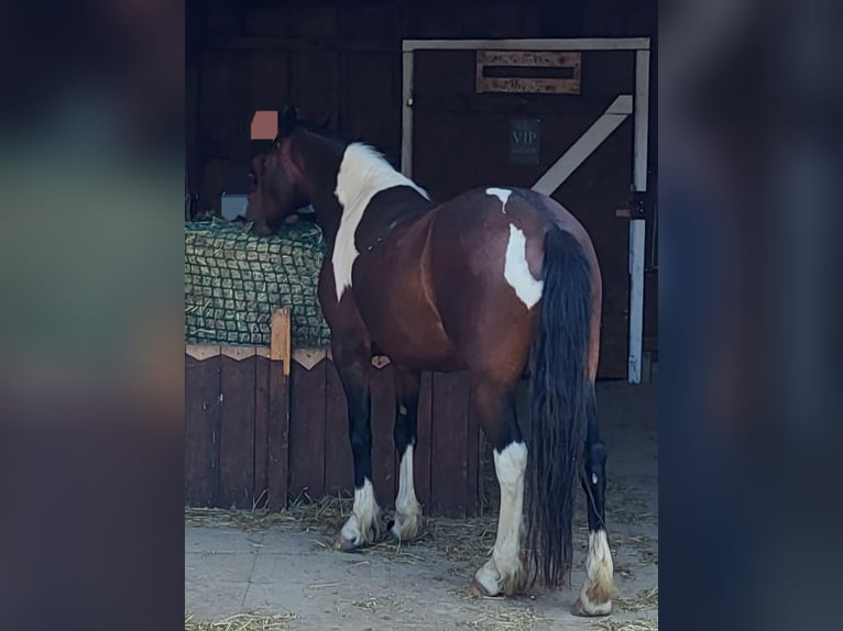 Cob Giumenta 9 Anni 146 cm Pezzato in Hemmingen