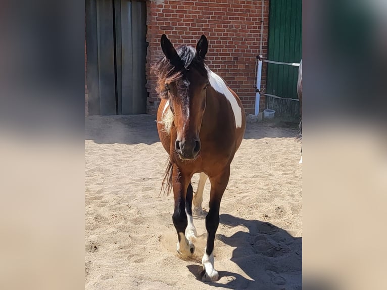 Cob Giumenta 9 Anni 146 cm Pezzato in Hemmingen